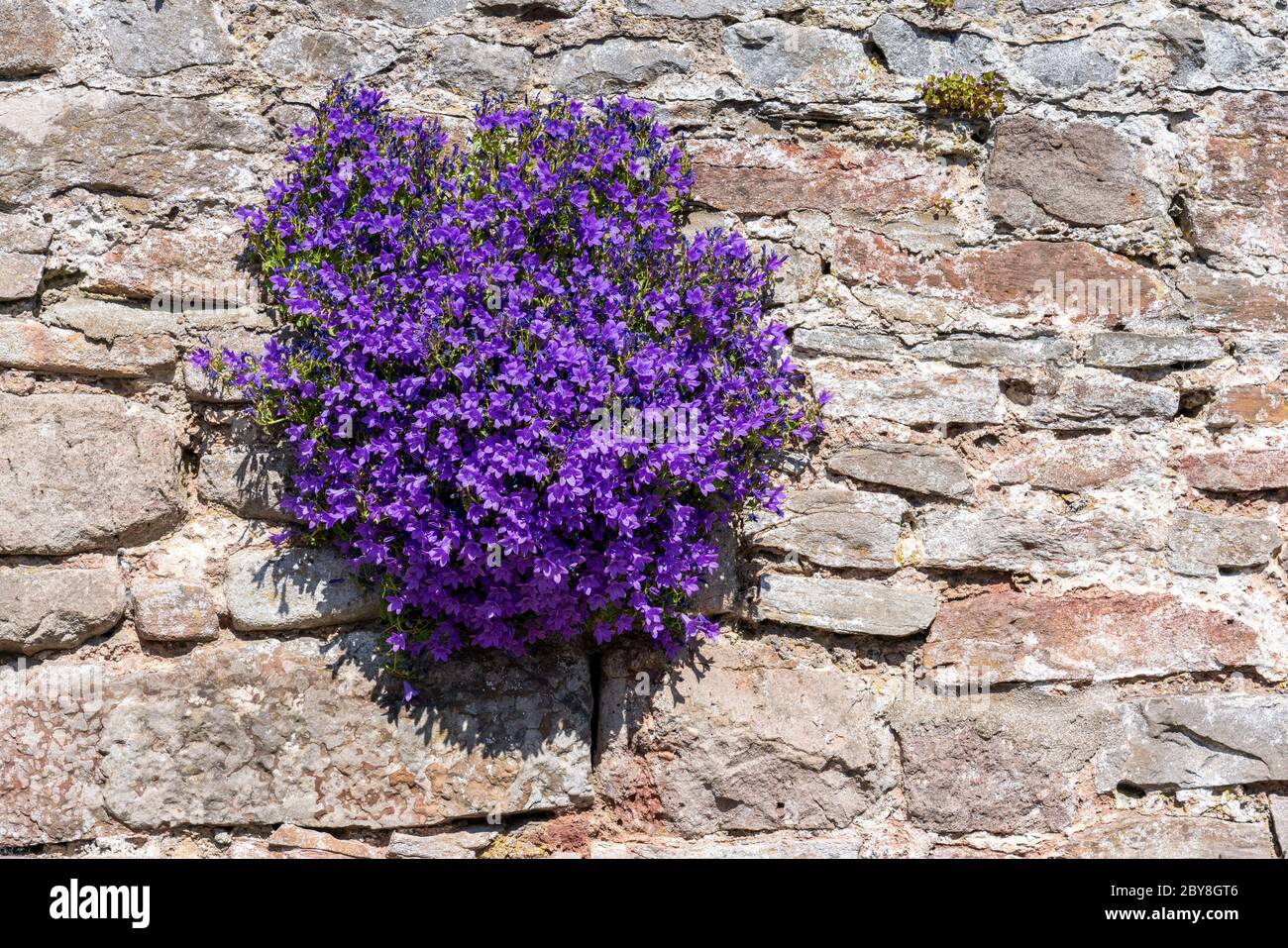 Campanula garganica ' Mrs Resholt ' il Bellflower Adriatico fiorente in crepe in un muro nel Somerset UK Foto Stock