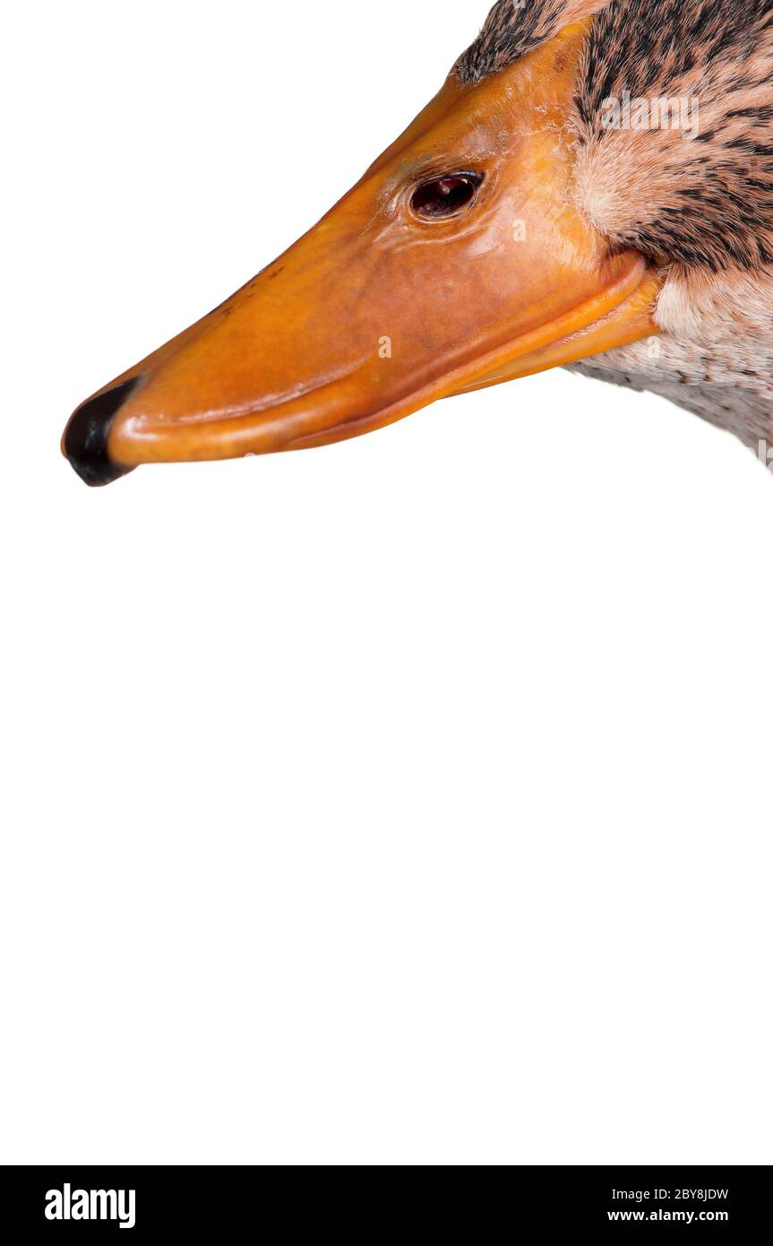 Anas platyrhynchos domesticus Foto Stock