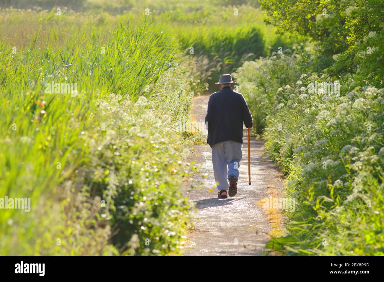 Un vecchio uomo con bastone che cammina nelle paludi di Seaton, Devon Foto Stock