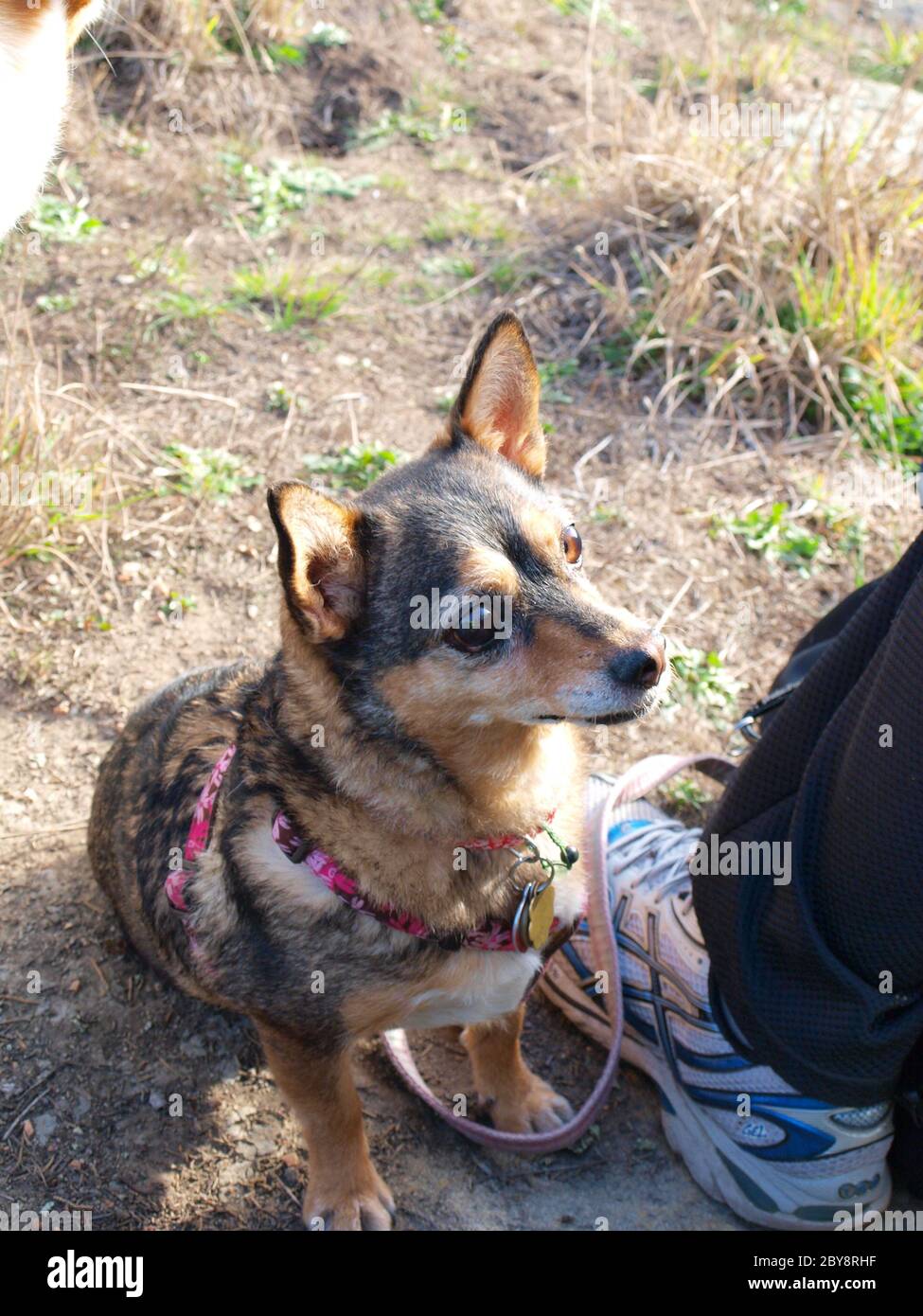 Il cane di salvataggio piccolo spera per handout del proprietario Foto Stock