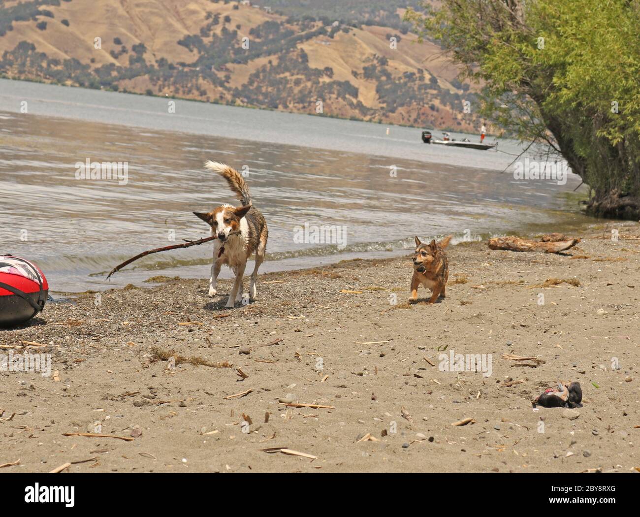 Il cane piccolo insegue il cane più grande sulla riva Foto Stock