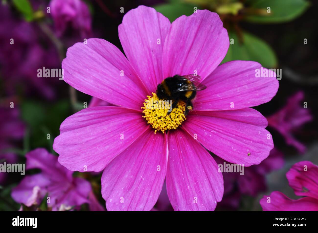 Bumblebee su una margherita rosa con centro giallo brillante e sfondo floreale sfocato Foto Stock