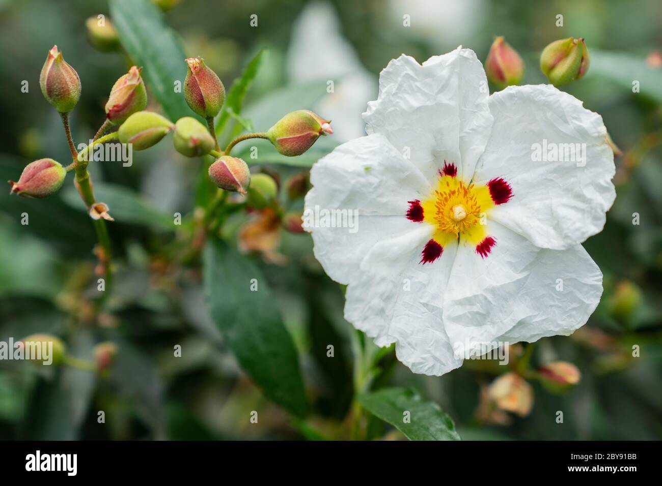 Cistus laurifolius (Cistus laurifolius) Foto Stock