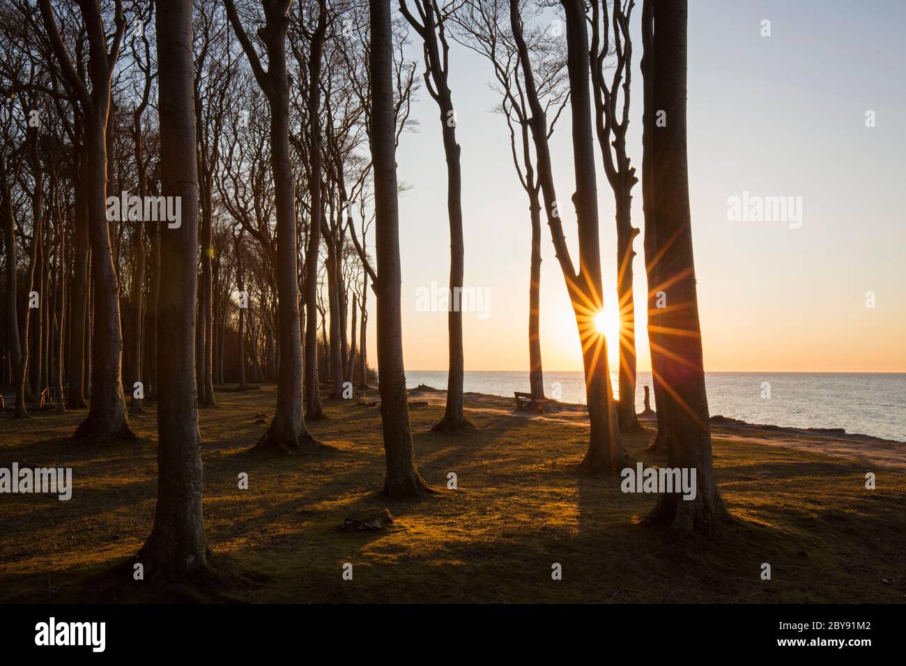 Faggi, modellati da forti venti marini, a Ghost Wood / Gespensterwald lungo la spiaggia del Mar Baltico a Nienhagen, Meclemburgo-Vorpommern, Germania Foto Stock