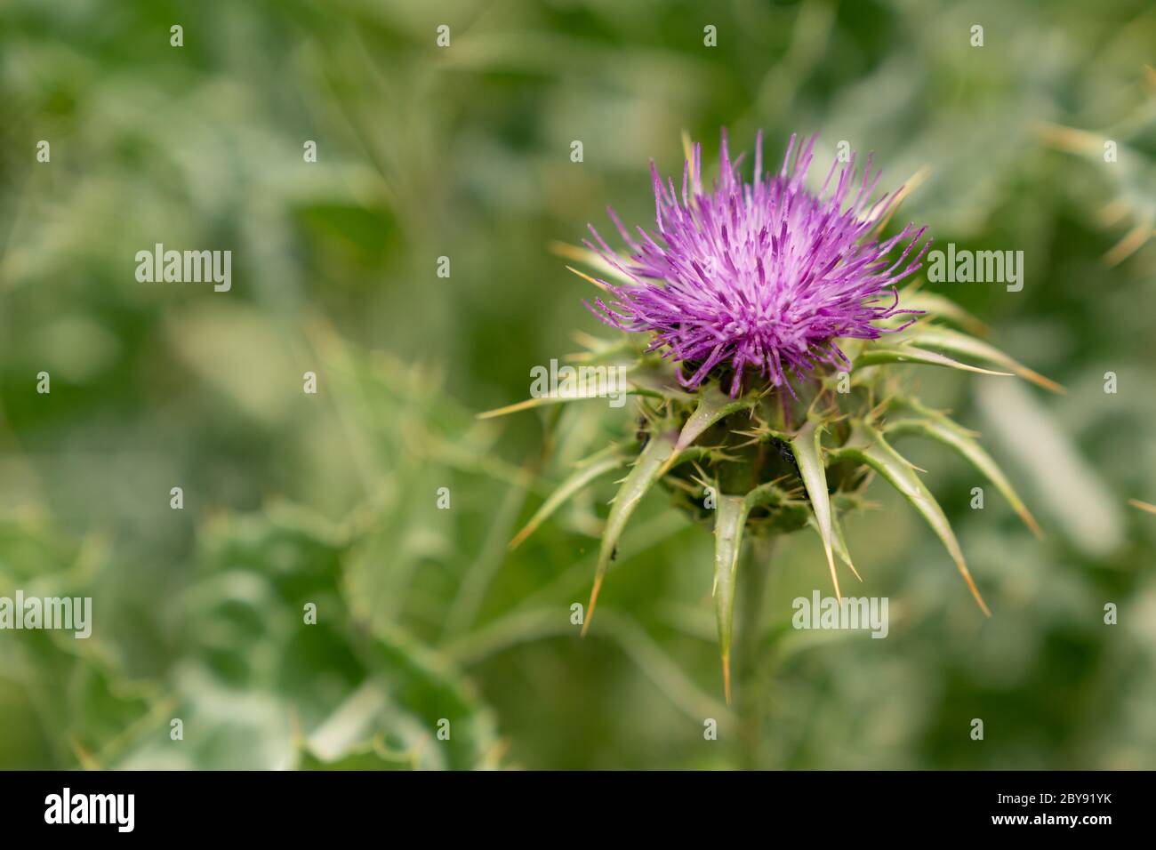 Tistola del latte benedetto (silybum marianum) Foto Stock