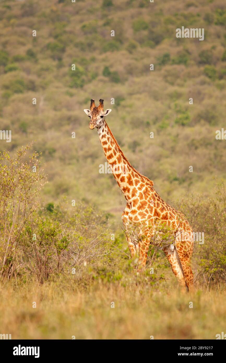 Masai Giraffe, Giraffa camelopardalis, nella Riserva Nazionale Masai Mara. Kenya. Africa. Foto Stock