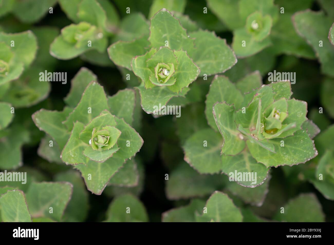 Foglie di Sedum Foto Stock