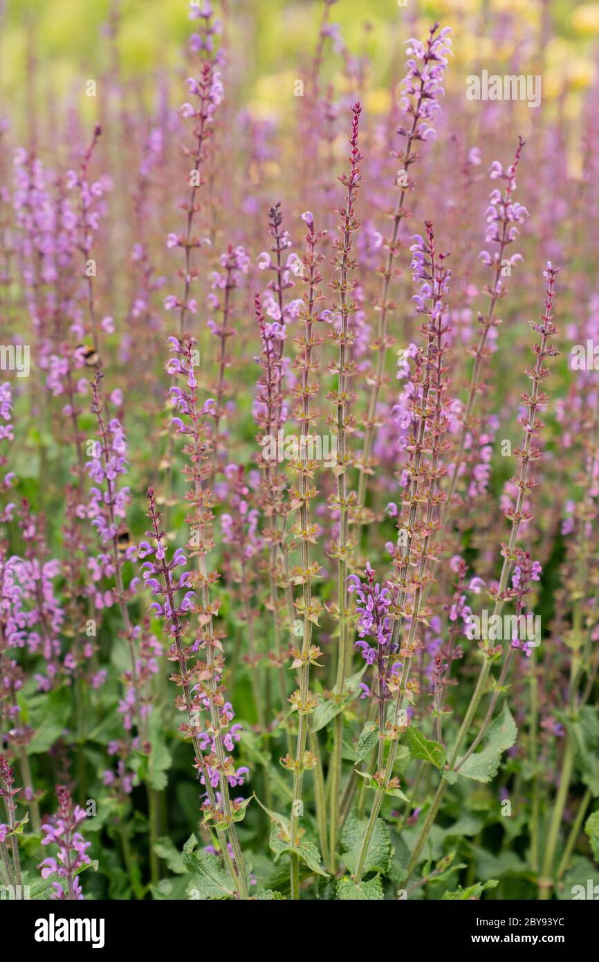 Salvia perenne conosciuta anche come Selvaggio Selvaggio, Clario Blakan, Sage di legno Viola e Sage di Bosco (Salvia nemorosa) Foto Stock