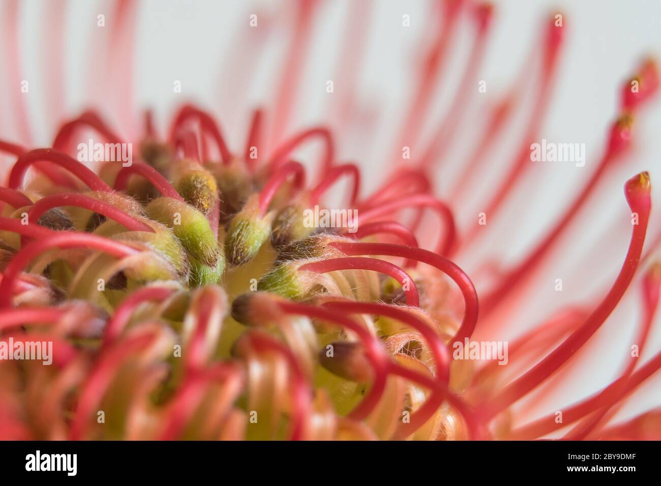 Macro-cognome van een rode protea-bloem. Foto Stock