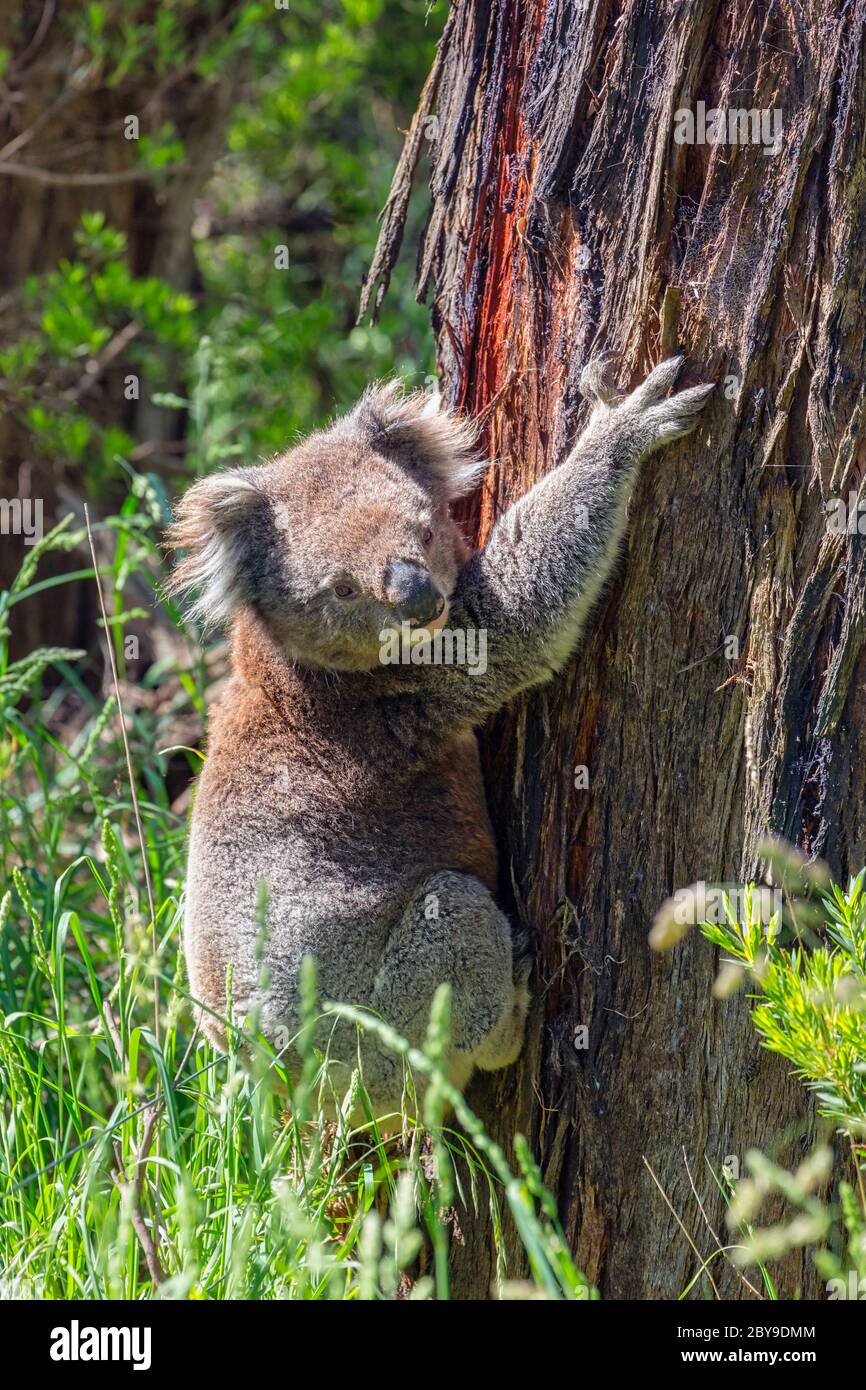 Koala, Phascolarctos cinereus. L'animale è chiamato popolarmente un orso koala, ma è un marsupiale, non un orso. Fotografato in natura sul Grande Oce Foto Stock