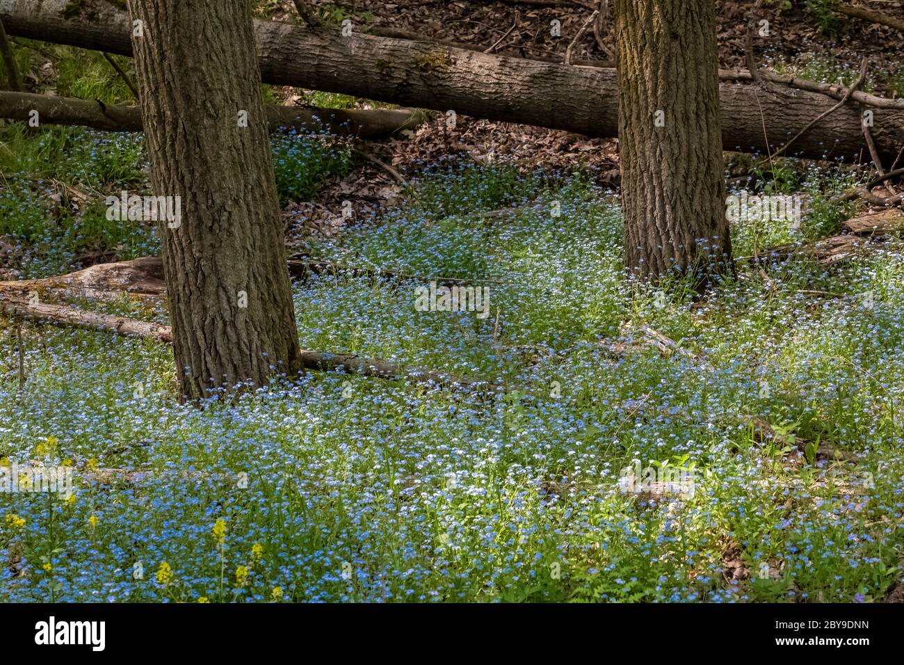 Acqua dimenticate-me-non, Myosotis scorpioides, una specie introdotta fatta selvaggia e fiorente nei laghi canadesi nel Michigan centrale, Stati Uniti Foto Stock