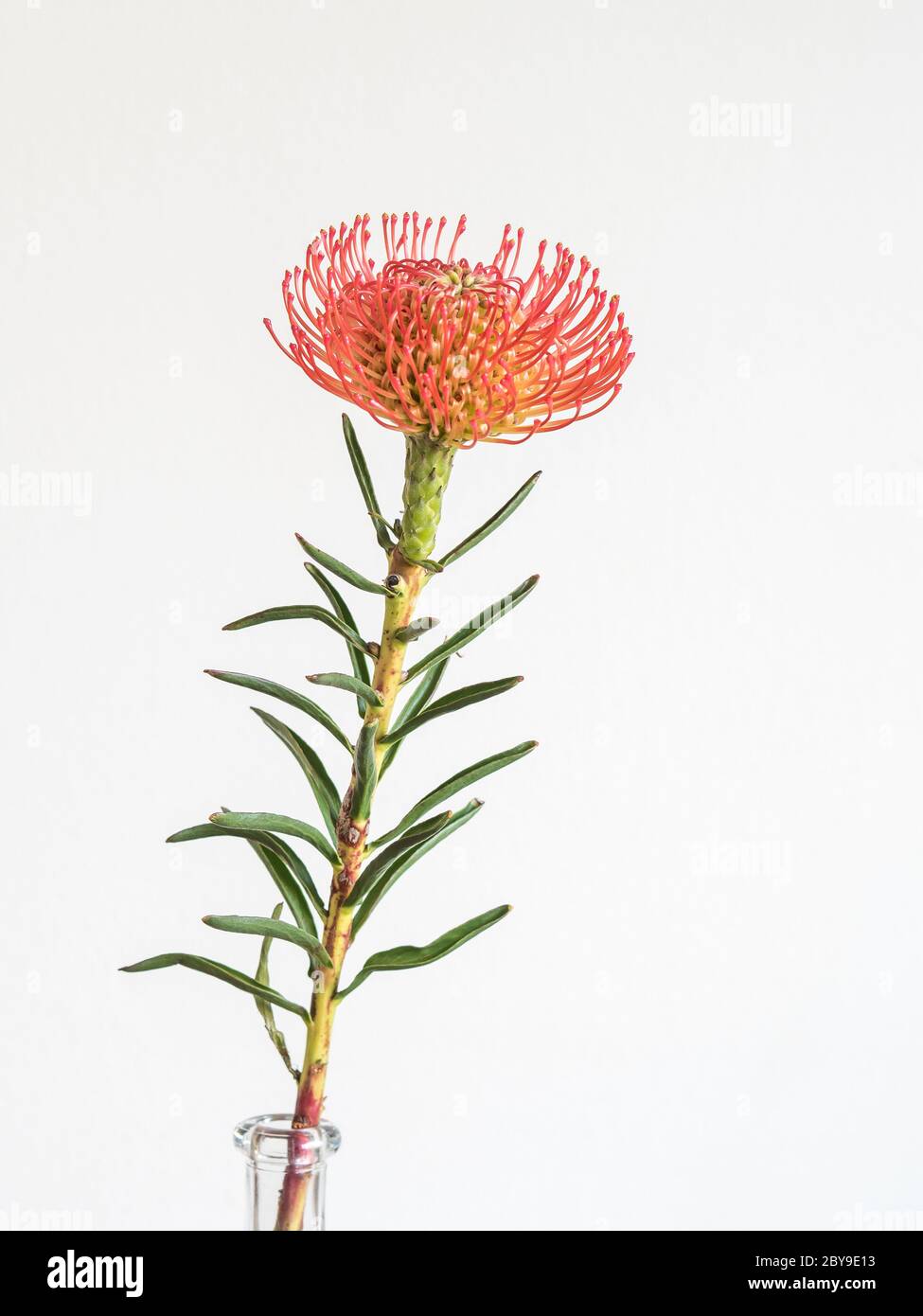 Rode protea-bloem op een glzen vaas tegen een witte achtergrond. Foto Stock