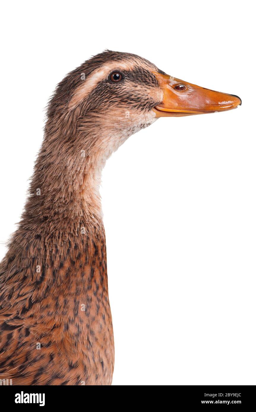 Anas platyrhynchos domesticus Foto Stock