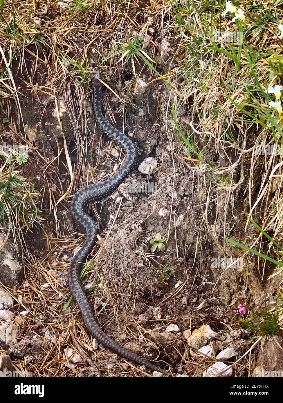 Il sommatore snake Foto Stock