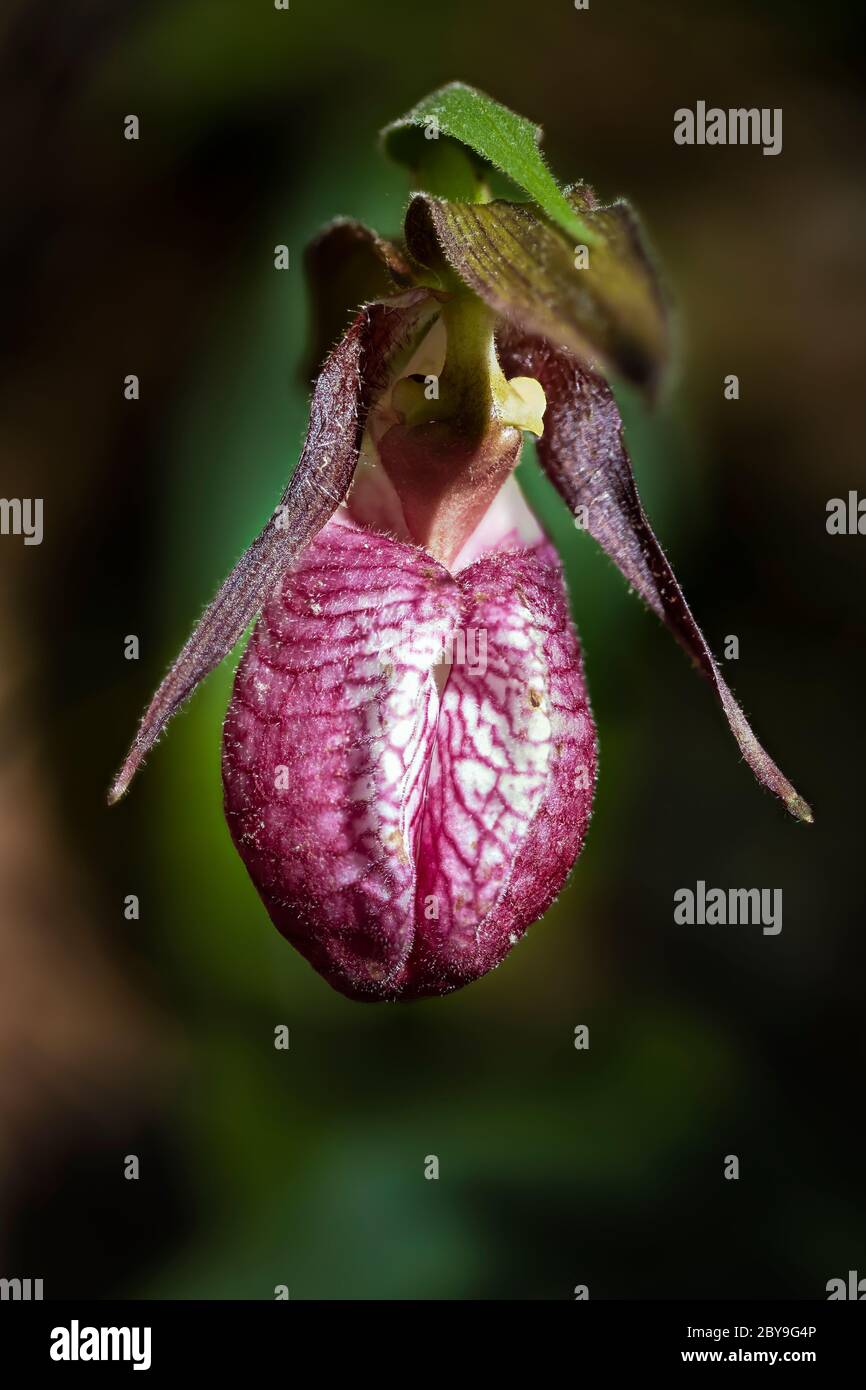 Pink Lady's Slipper, Cypripedium acaule, fiorente all'inizio di giugno nel Loda Lake Wildflower Sanctuary, Huron-Manistee National Forest nel Michigan inferiore Foto Stock