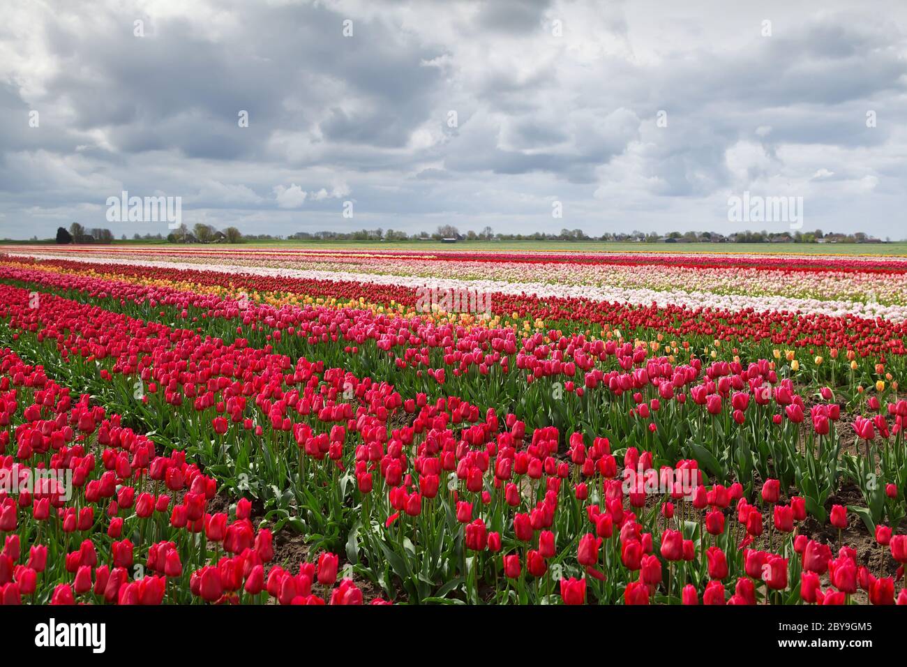Molla di coloratissimi campi di tulipani in Olanda Foto Stock