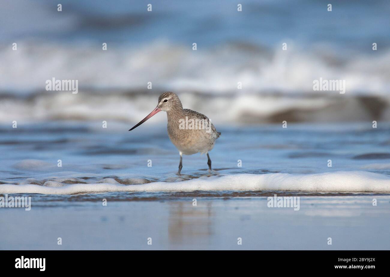 Bar-coda Godwit, Limosa lapponica, singolo adulto in inverno piumaggio in piedi in surf, Titchwell, Norfolk, Regno Unito. Foto Stock