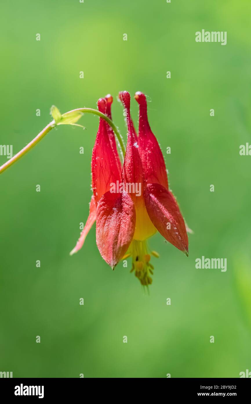 La collina rossa orientale, Aquilegia canadensis, fiorente in giugno nel Santuario di Loda Lake Wildflower, la Foresta nazionale di Huron-Manistee, la peninusla inferiore di M. Foto Stock