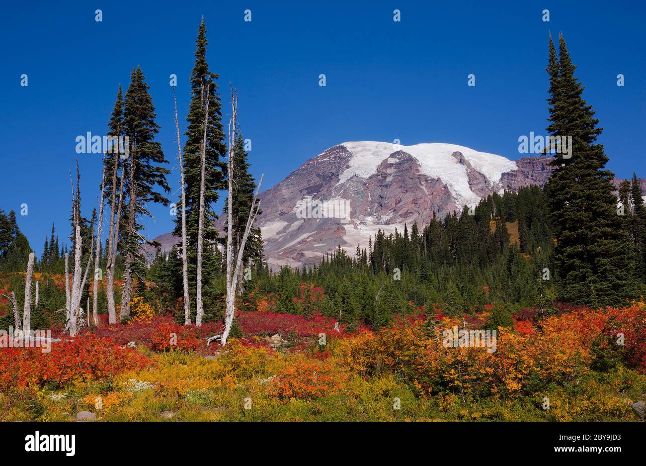 Splendida vegetazione autunnale al Mt. Parco nazionale Rainier nello stato di Washington Foto Stock