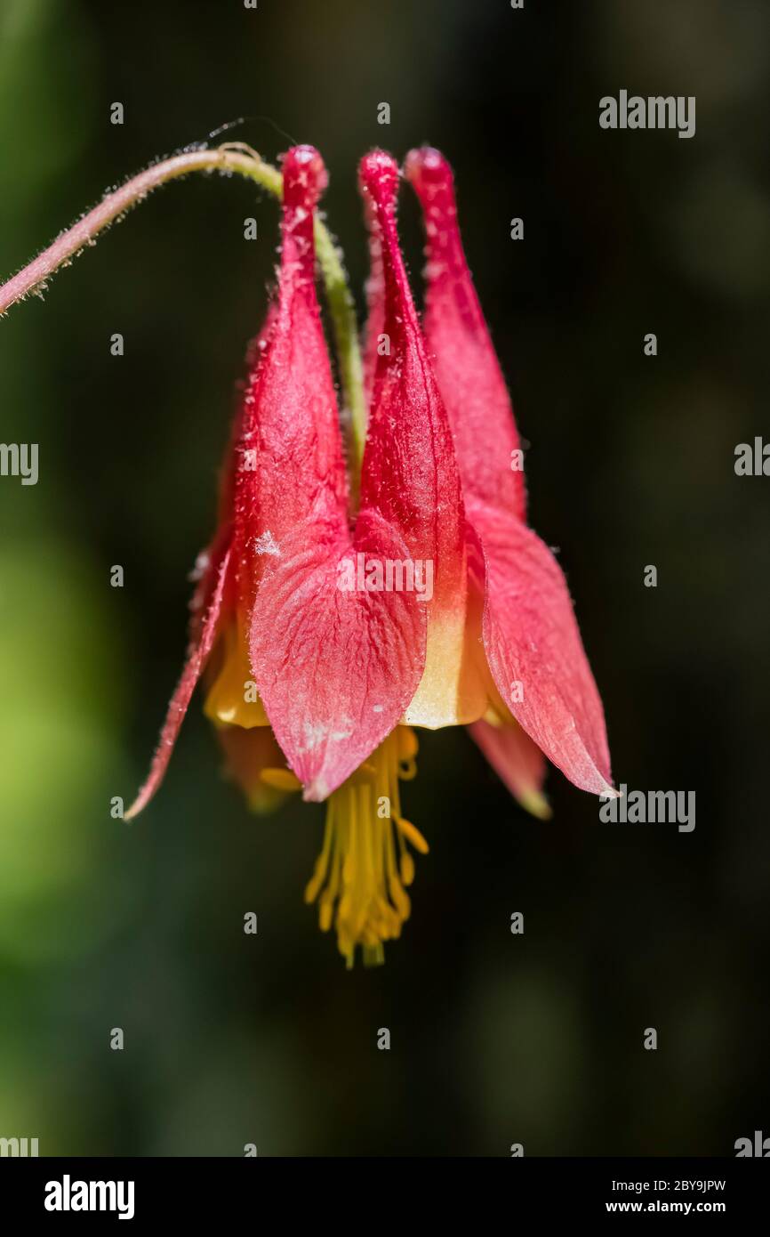 La collina rossa orientale, Aquilegia canadensis, fiorente in giugno nel Santuario di Loda Lake Wildflower, la Foresta nazionale di Huron-Manistee, la peninusla inferiore di M. Foto Stock