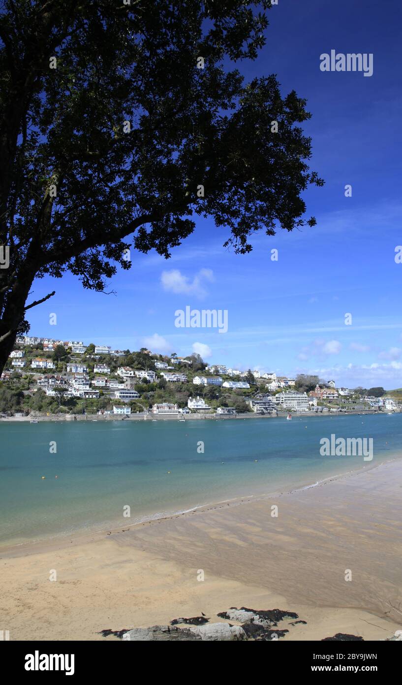 Albero sulla spiaggia a Salcombe Foto Stock