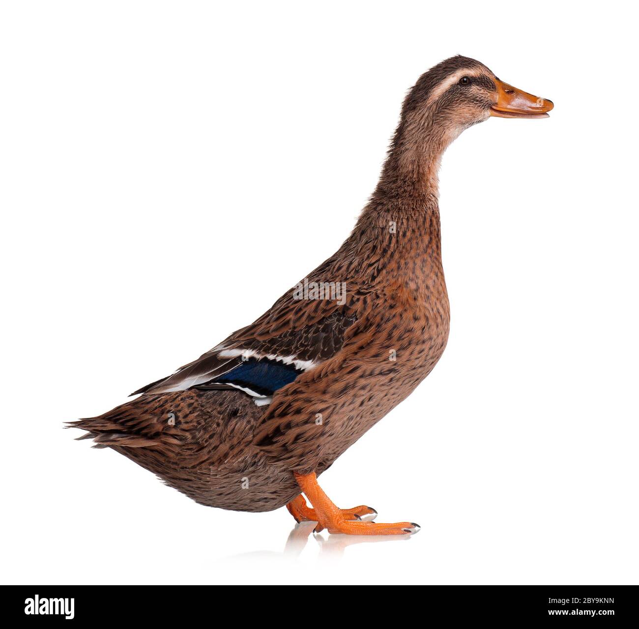 Anas platyrhynchos domesticus Foto Stock