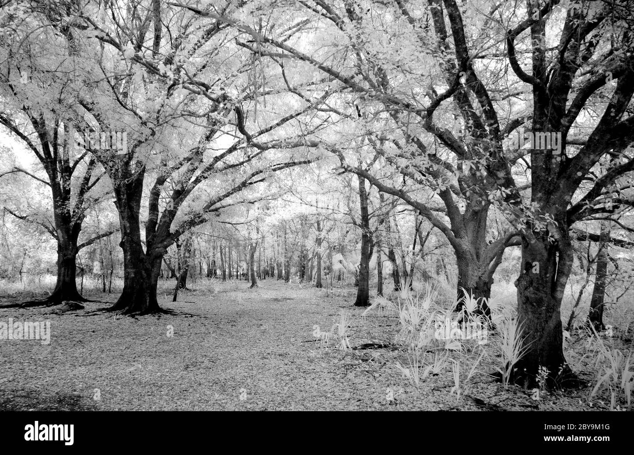 Myakkahatchee Creek Environmental Park a North Port Florida negli Stati Uniti Foto Stock
