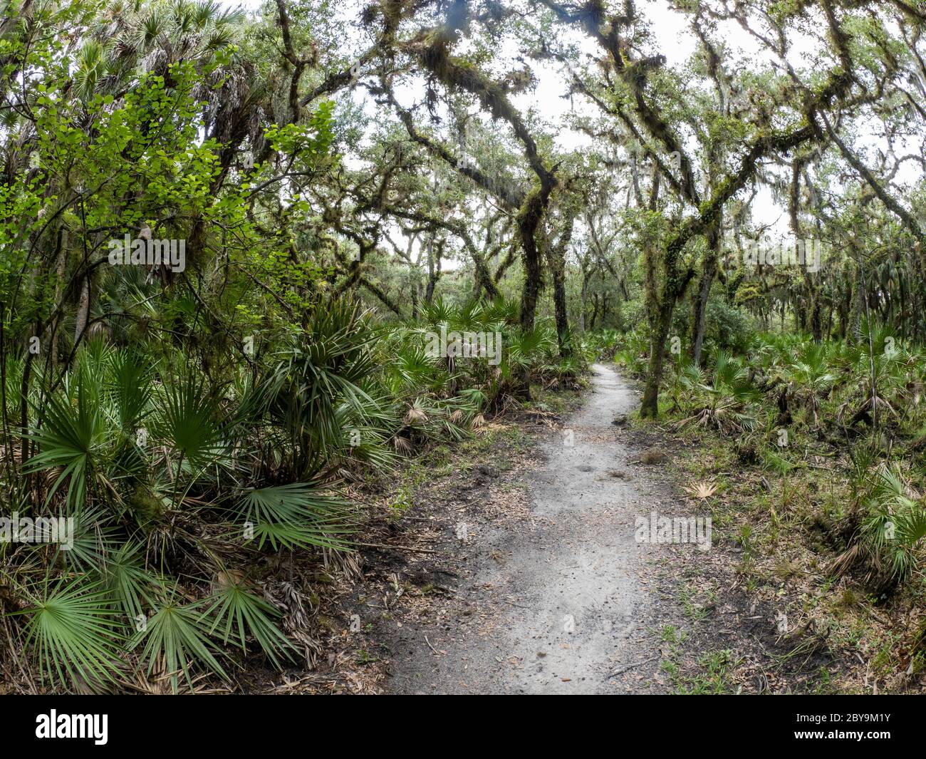 Trail nell'area del William S Boylston Nature Trail nel Myakka River state Park a Sarasota, Florida, negli Stati Uniti Foto Stock