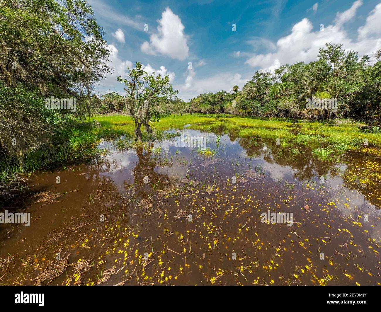 Zone umide nel William S Boylston Nature Trail nel Myakka River state Park a Sarasota, Florida, negli Stati Uniti Foto Stock