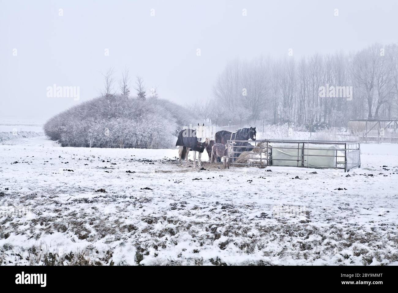 cavalli su pascolo freddo invernale Foto Stock