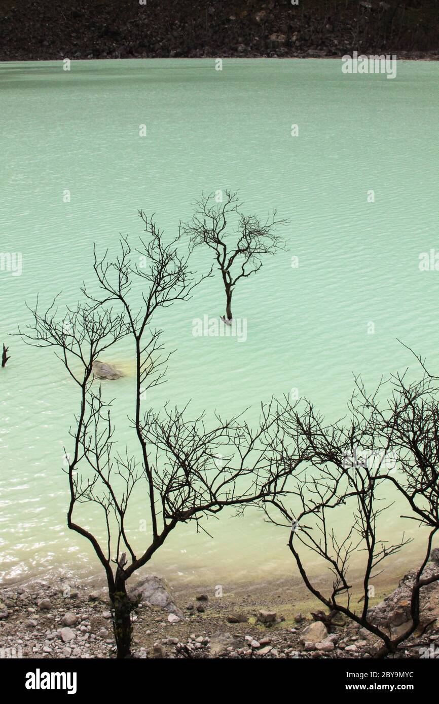 Alberi morti al lago del vulcano Kawah Putih, vicino a Bandung, Indonesia. È un lago solforico situato nel cratere vulcanico della regione montuosa di Ciwidey, Foto Stock