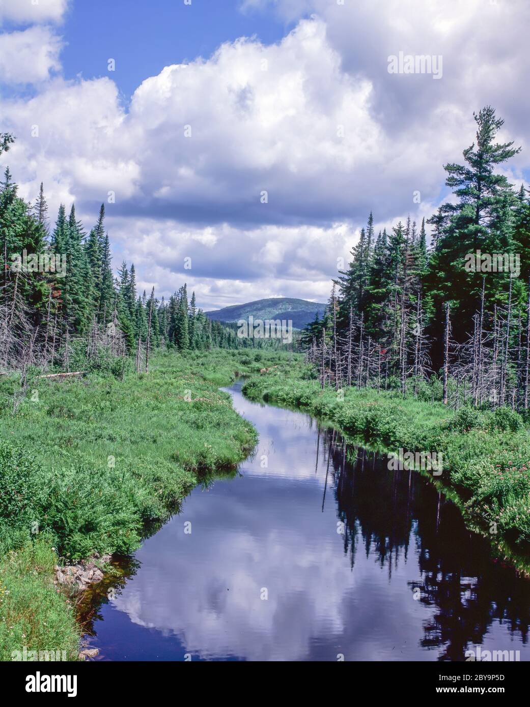 Piccolo ruscello in estate nelle montagne Adirondack dello stato di New York Foto Stock