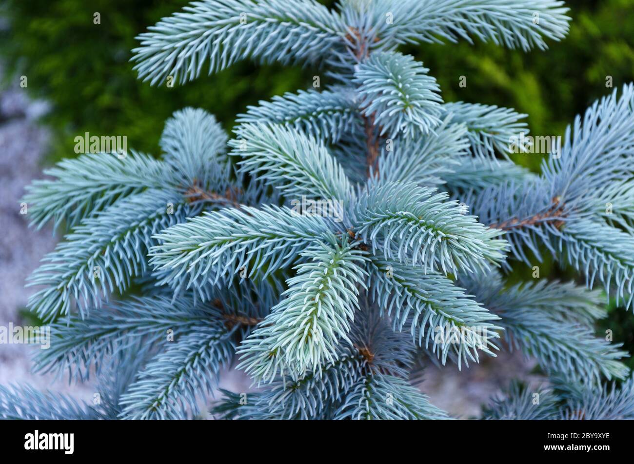 abete rosso blu con aghi blu 2 Foto Stock