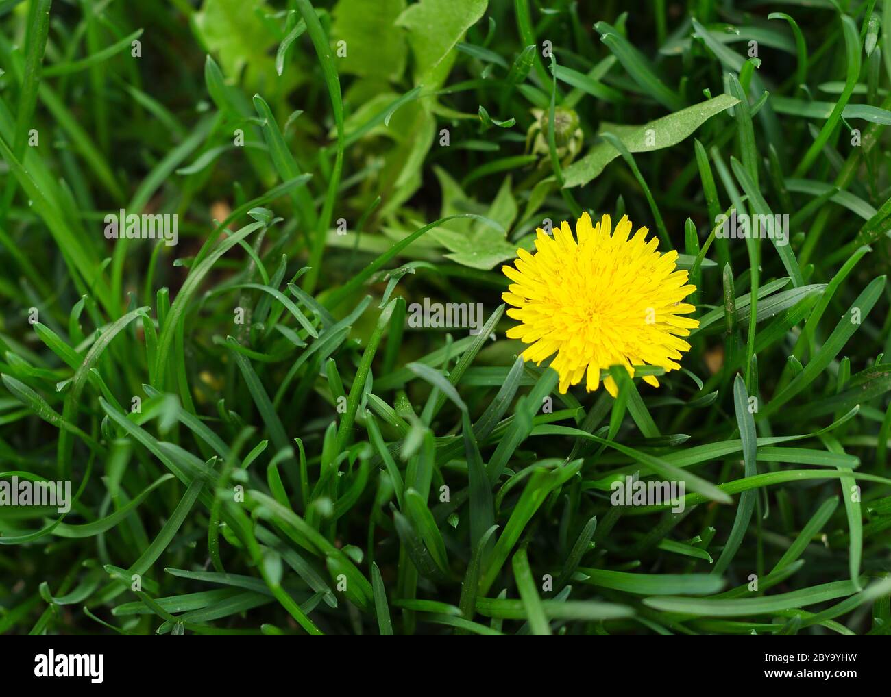 fiore di dente di leone in erba verde 2 Foto Stock