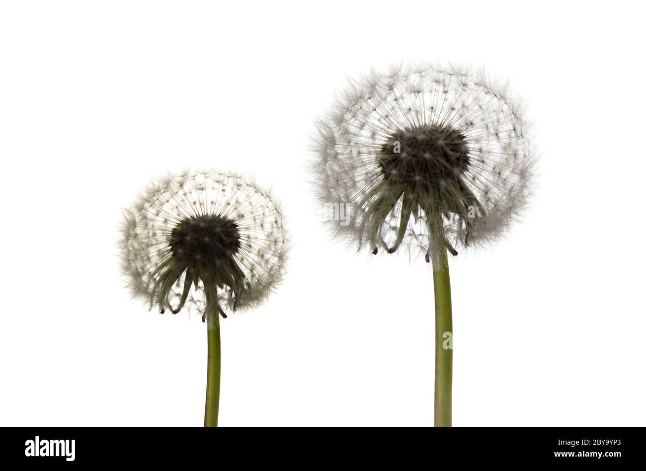 i dandelioni su sfondo bianco Foto Stock