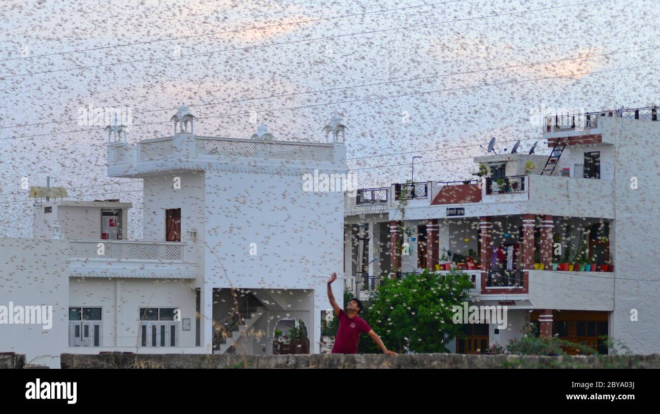 Beawar, Rajasthan, India - 9 giugno 2020: Un sciame di locuste sorvolano una zona residenziale, durante il blocco COVID-19 in corso a Beawar. Le locuste che arrivano dal vicino Pakistan minacciano i mezzi di sostentamento degli agricoltori locali e degli allevatori di bestiame nel Rajasthan. Credit: Sumit Saraswat/Alamy Live News Foto Stock