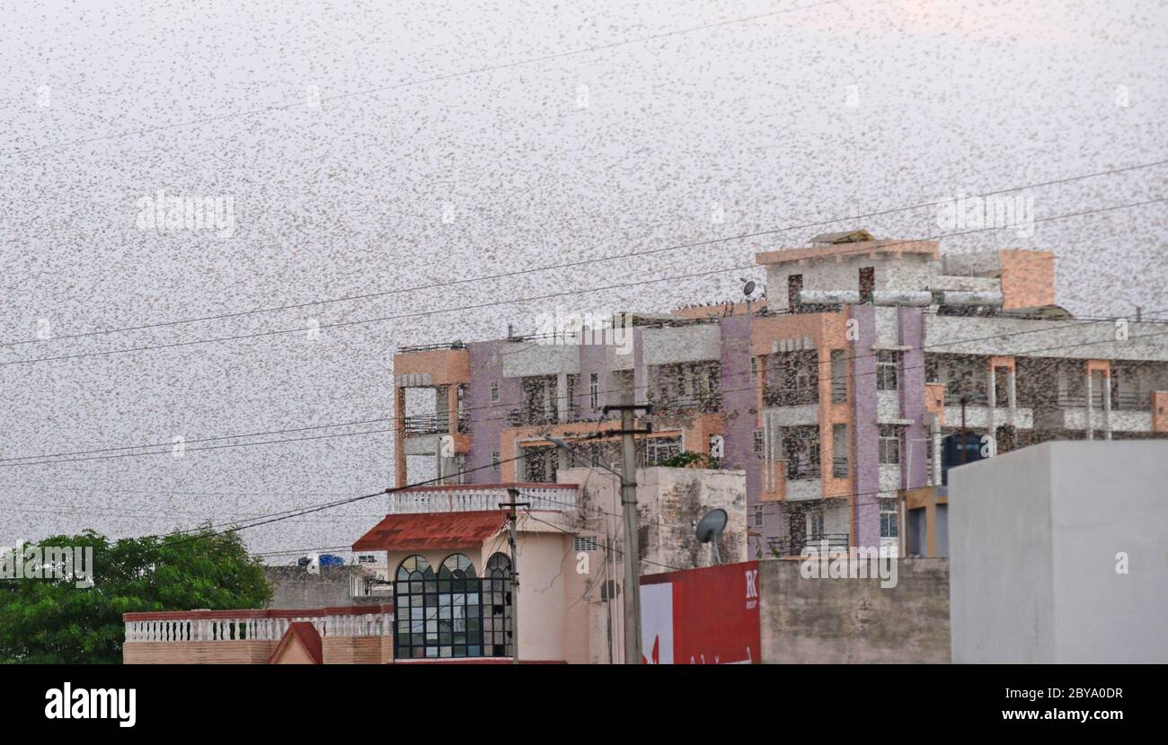 Beawar, Rajasthan, India - 9 giugno 2020: Un sciame di locuste sorvolano un campo, durante il blocco nazionale COVID-19 in corso a Beawar. Le locuste che arrivano dal vicino Pakistan minacciano i mezzi di sostentamento degli agricoltori locali e degli allevatori di bestiame nel Rajasthan. Credit: Sumit Saraswat/Alamy Live News Foto Stock