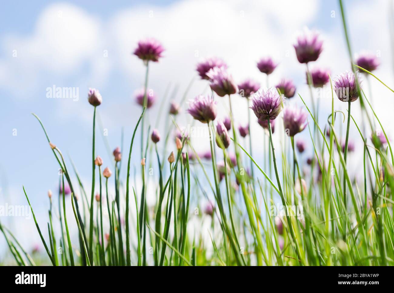 Viola cipolla verde fiori contro un cielo blu 2 Foto Stock