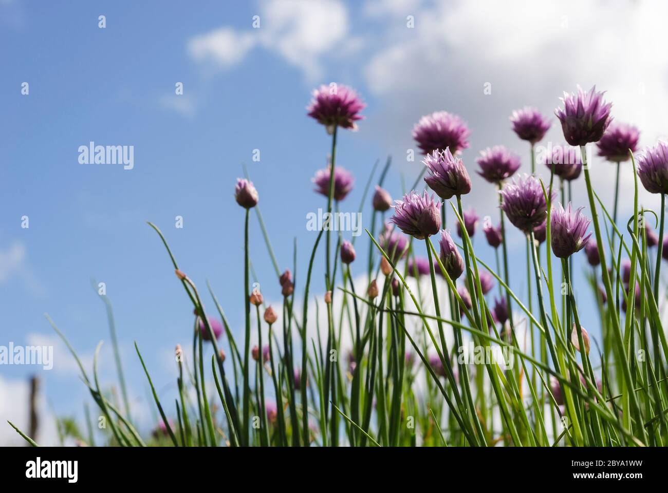 Viola cipolla verde Fiori contro un cielo blu 3 Foto Stock