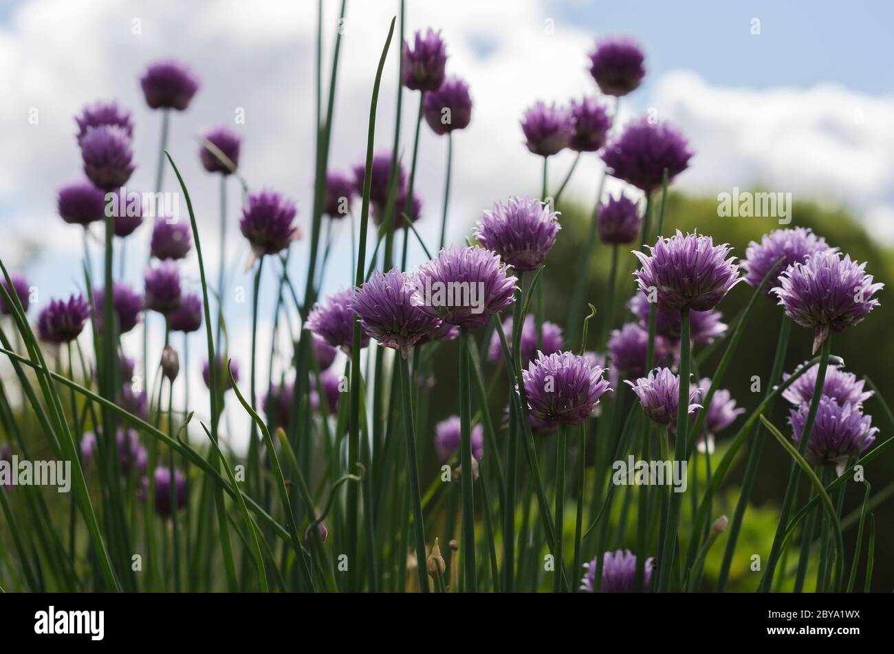 Viola cipolla verde fiori contro un cielo blu 4 Foto Stock