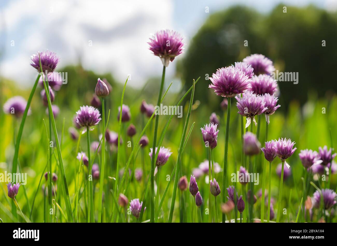 Viola cipolla verde Fiori contro un cielo blu Foto Stock