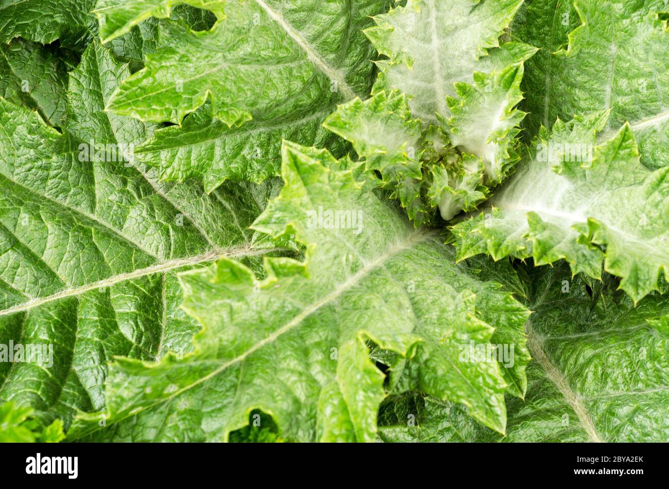 thistle pianta con foglie giovani da vicino Foto Stock