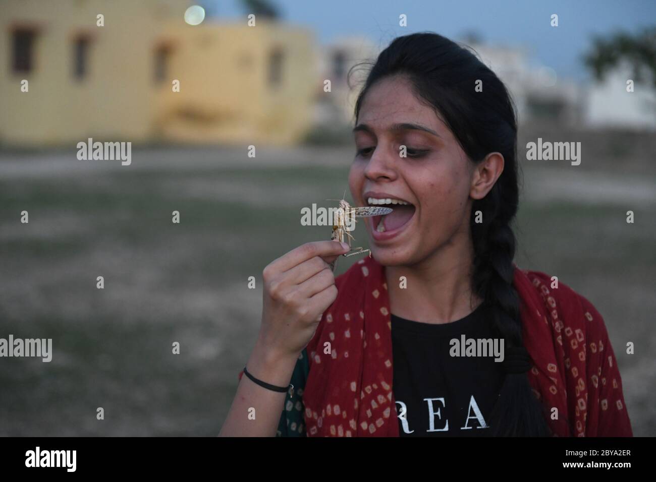 Beawar, Rajasthan, India - 9 giugno 2020: Una ragazza tiene una locusta sul campo, durante il blocco nazionale COVID-19 in corso a Beawar. Le locuste che arrivano dal vicino Pakistan minacciano i mezzi di sostentamento degli agricoltori locali e degli allevatori di bestiame nel Rajasthan. Credit: Sumit Saraswat/Alamy Live News Foto Stock