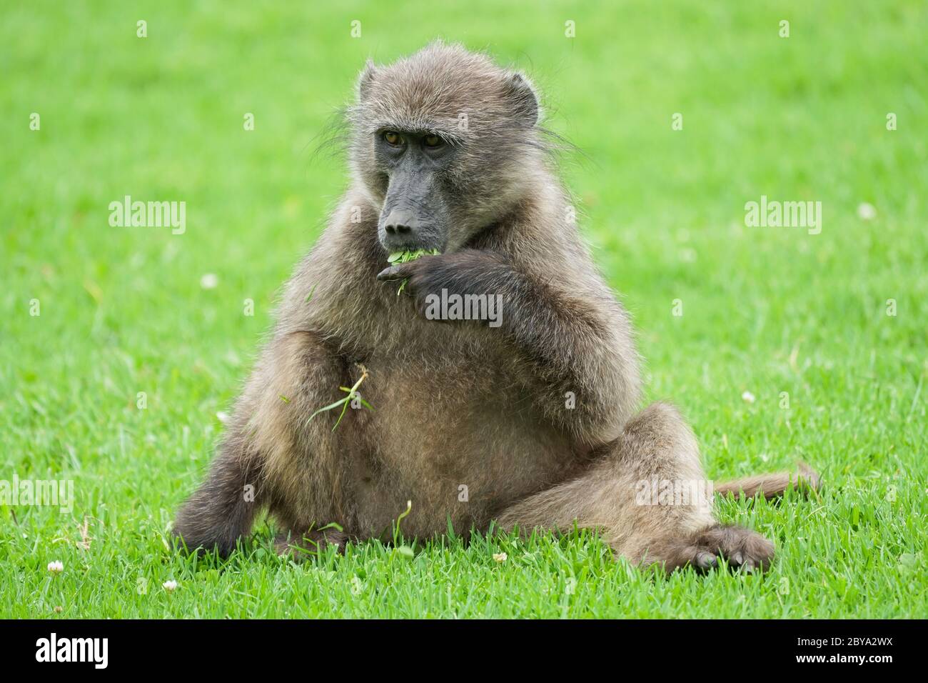 Chacma baboon (Papio ursinus) animale selvatico mangiare erba con la sua mano alla bocca a Drakensberg, Sudafrica Foto Stock