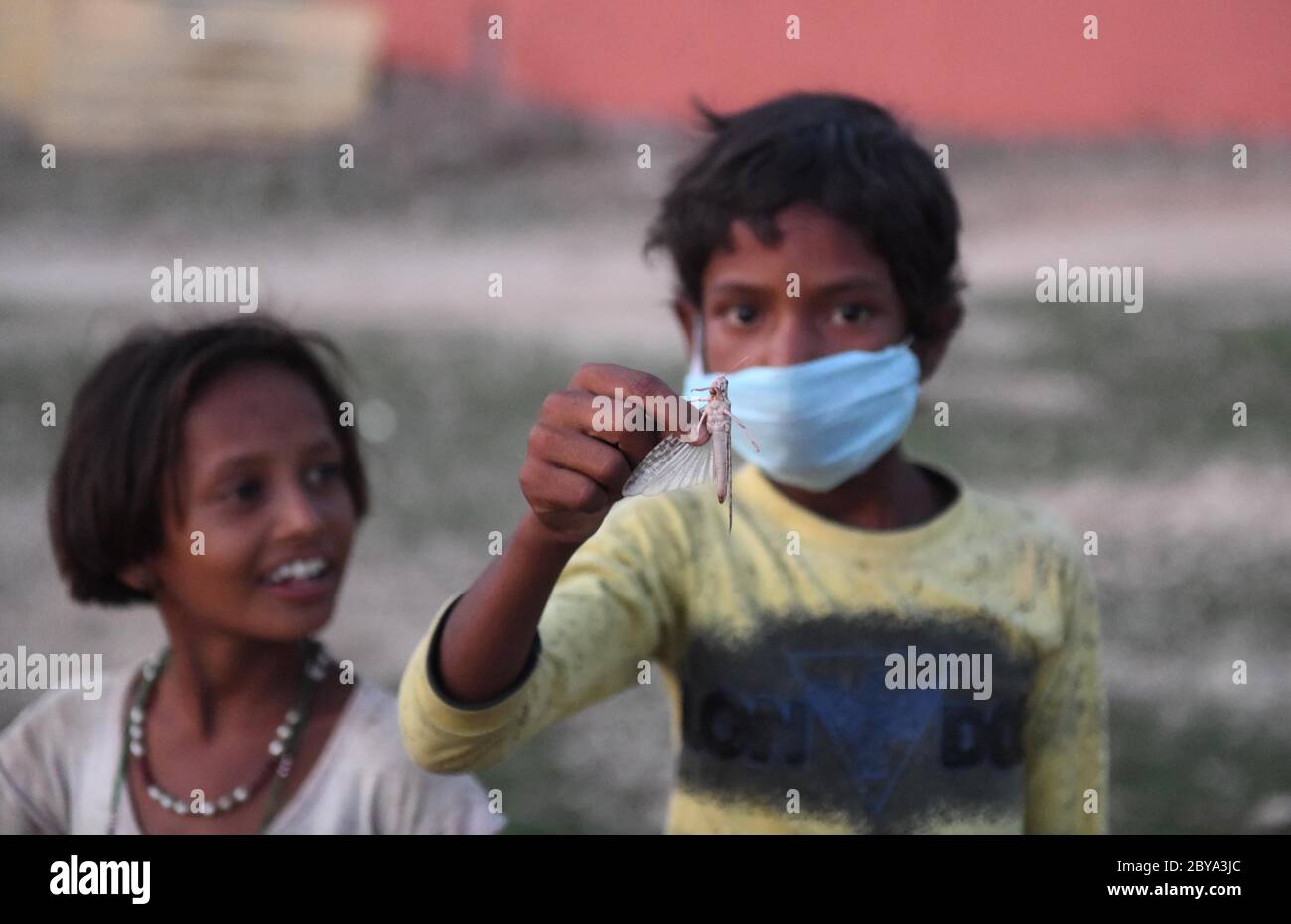 Beawar, Rajasthan, India - 9 giugno 2020: Un ragazzo tiene una locusta sul campo, durante il blocco nazionale COVID-19 in corso a Beawar. Le locuste che arrivano dal vicino Pakistan minacciano i mezzi di sostentamento degli agricoltori locali e degli allevatori di bestiame nel Rajasthan. Credit: Sumit Saraswat/Alamy Live News Foto Stock
