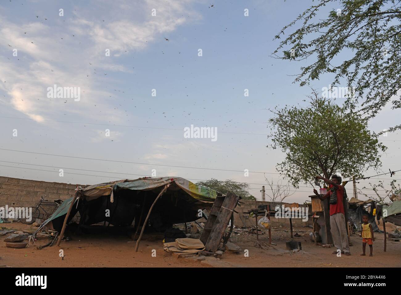 Beawar, Rajasthan, India - 9 giugno 2020: Un uomo batte gli utensili per allontanare un sciame di locuste, durante il blocco COVID-19 in corso a livello nazionale, nella zona delle baraccopoli di Beawar. Le locuste che arrivano dal vicino Pakistan minacciano i mezzi di sostentamento degli agricoltori locali e degli allevatori di bestiame nel Rajasthan. Credit: Sumit Saraswat/Alamy Live News Foto Stock