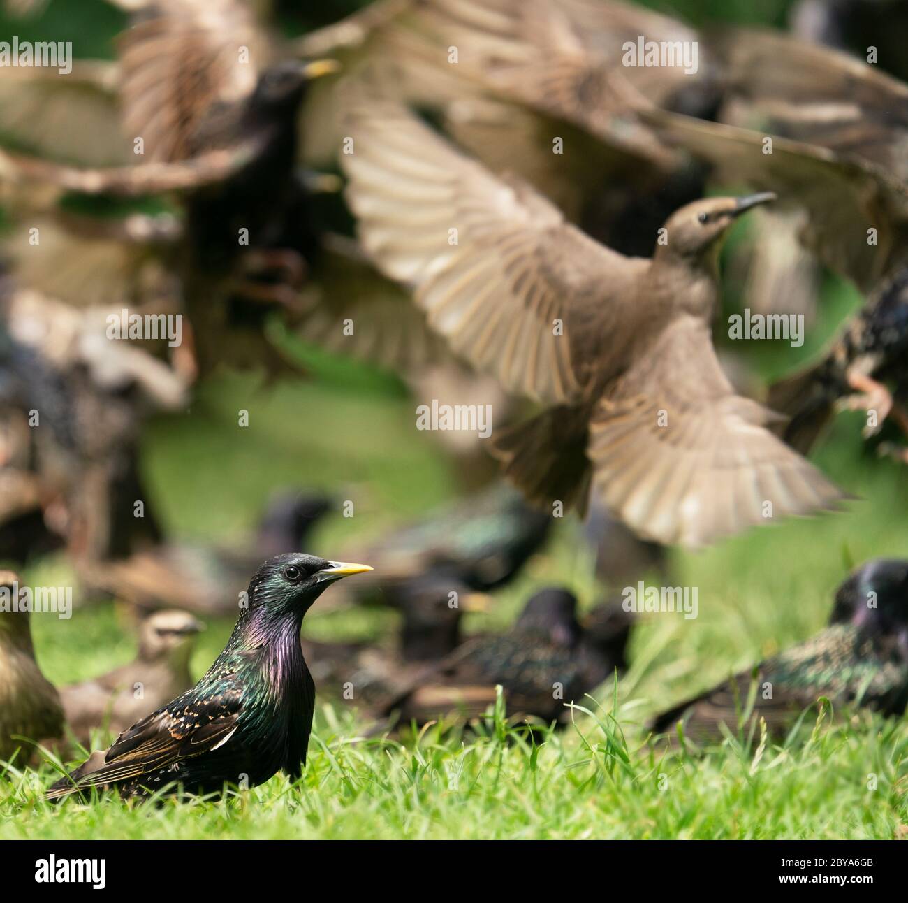 Un gruppo di giovani stellari (Sturnus vulgaris) in preda al panico prende il volo, Warwickshire Foto Stock