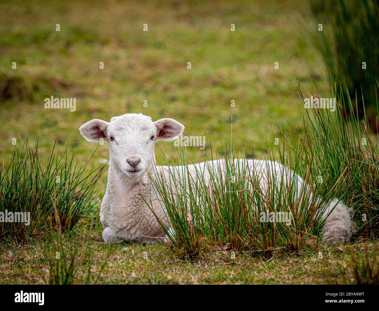 Agnello bianco seduto in un campo. Lancashire, Regno Unito Foto Stock