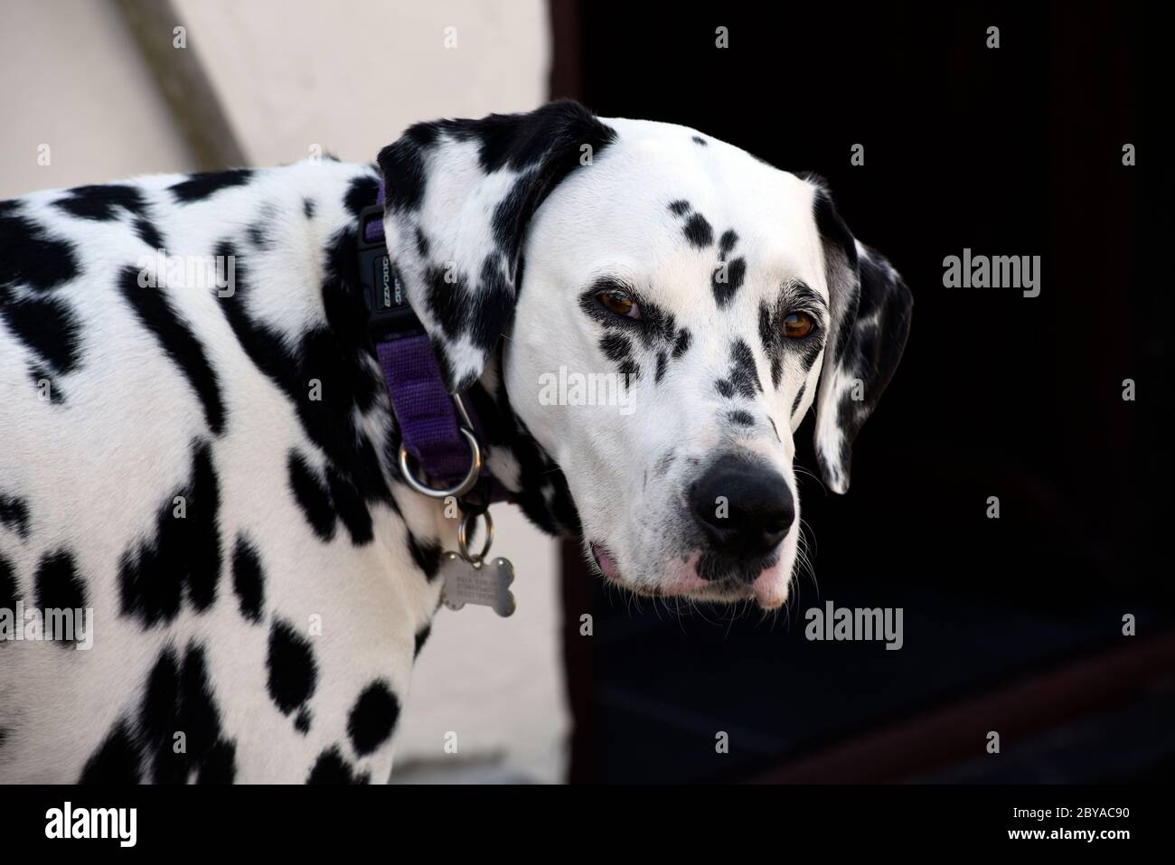 Ritratto di Daltation spotty dog, Inghilterra, Regno Unito Foto Stock
