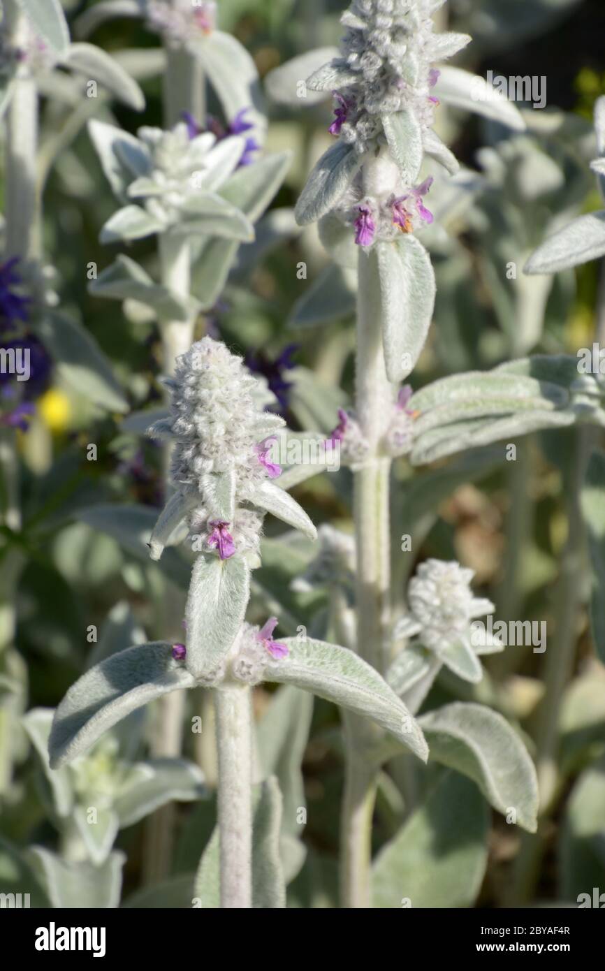 stachys byzantina anche chiamato woolly hedgenortica fiori astratti Foto Stock